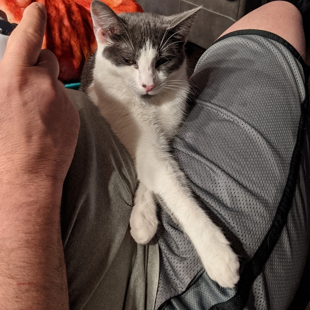 😻 Meet Your Posher's Cats! 😻 - Picture 10 of 16